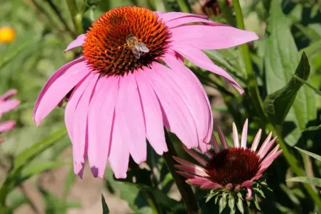 Echinacea purpurea - Samenportion