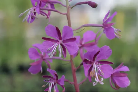 Epilobium angustifolium - Samenportion