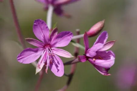 Epilobium dodonaei - Samenportion