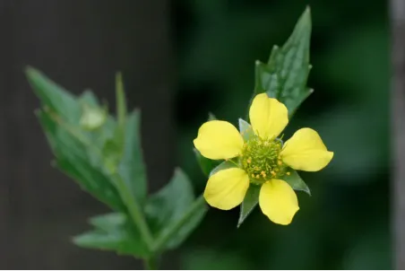 Geum urbanum - Samenportion