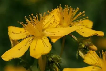 Hypericum perforatum - Samenportion