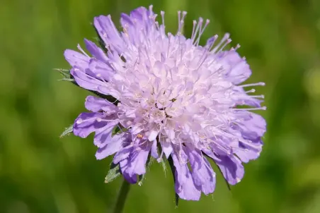 Knautia arvensis - Samenportion