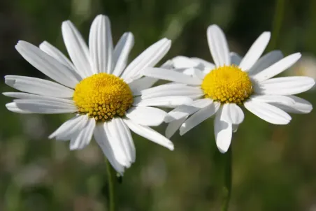 Leucanthemum vulgare - Samenportion