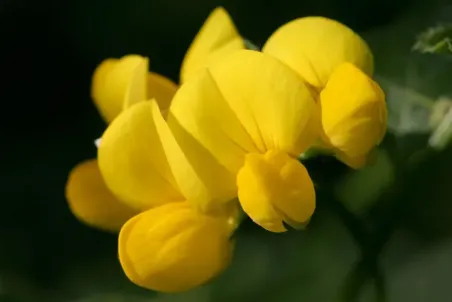 Lotus corniculatus - Samenportion