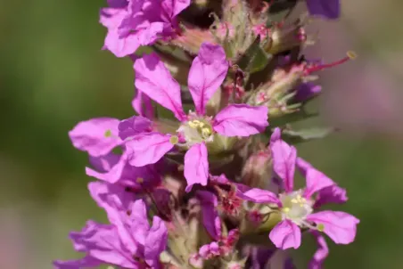 Lythrum salicaria - Samenportion