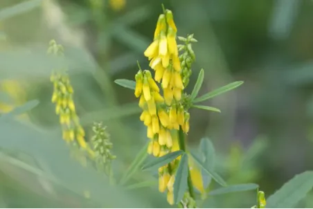 Melilotus officinalis - Samenportion