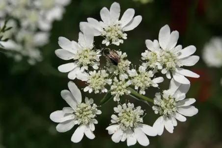 Orlaya grandiflora - Samenportion