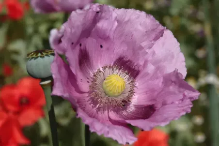 Papaver somniferum - Samenportion