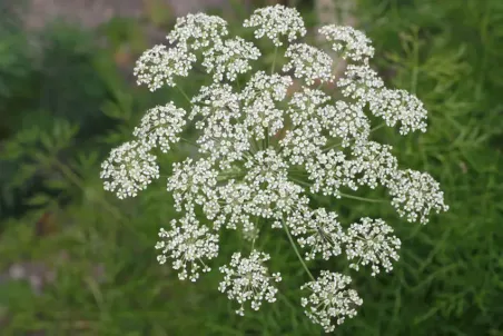 Peucedanum austriacum ssp. rablense - Samenportion