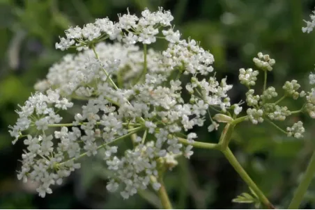 Pimpinella major - Samenportion