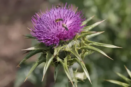 Silybum marianum - Samenportion