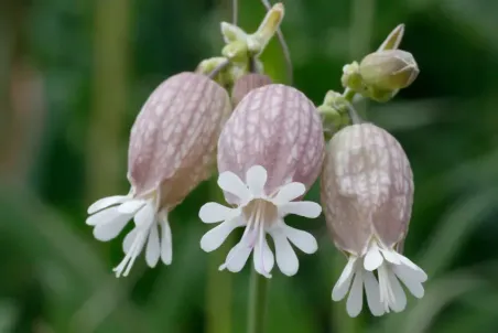 Silene vulgaris - Samenportion