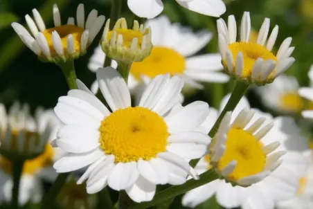 Tanacetum parthenium - Samenportion