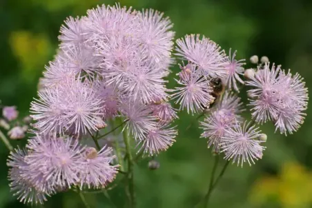 Thalictrum aquilegiifolium - Samenportion