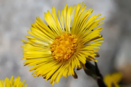 Tussilago farfara - Samenportion