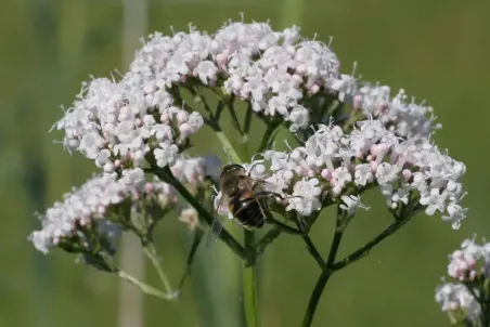 Valeriana officinalis - Samenportion