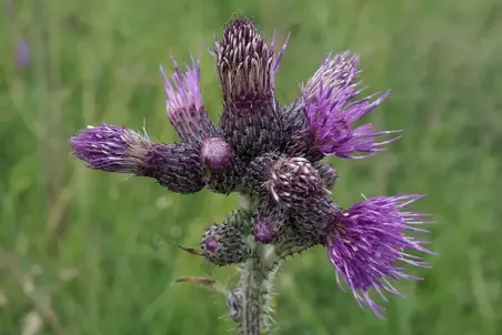 Cirsium palustre - Einzelsamen