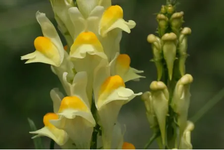 Linaria vulgaris - Samenportion