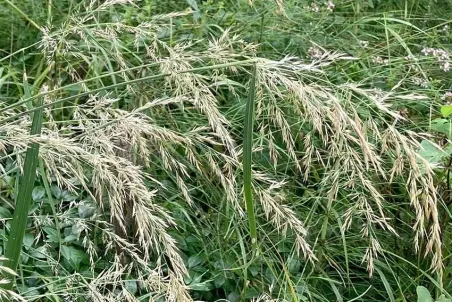 Calamagrostis arundinacea