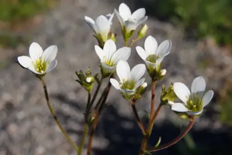 Saxifraga granulata