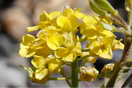 Alyssum montanum