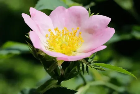 Rosa canina