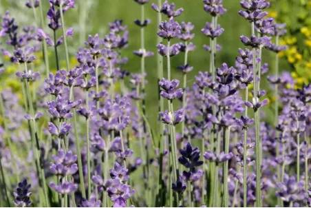 Lavandula angustifolia - Einzelsamen