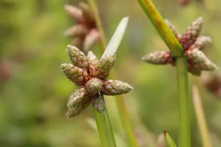 Schoenoplectus mucronatus