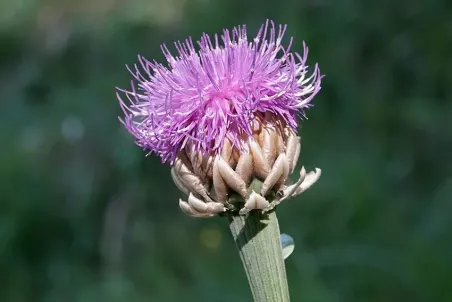 Stemmacantha rhapontica