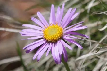 Aster alpinus