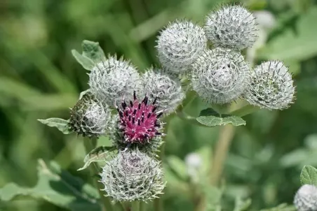 Arctium tomentosum