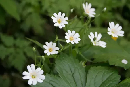 Stellaria holostea