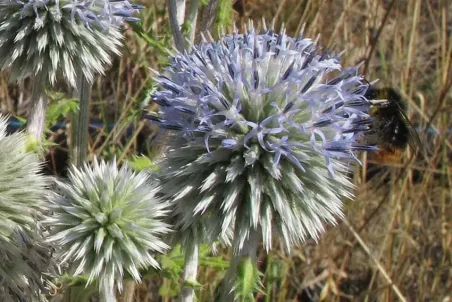 Echinops sphaerocephalus