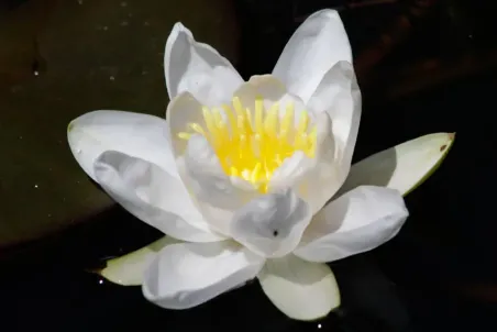 Nymphaea alba