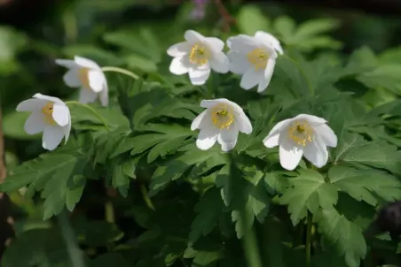 Anemone nemorosa - Einzelsamen