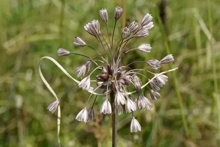 Allium oleraceum - Einzelsamen