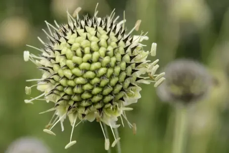 Cephalaria alpina - Samenportion