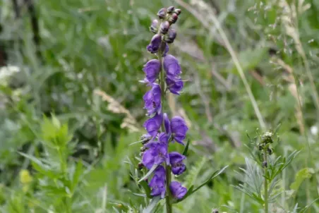 Aconitum napellus