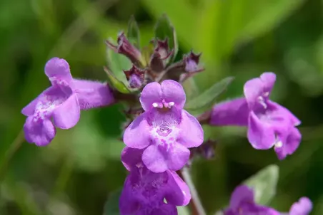 Acinos alpinus