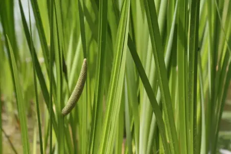 Acorus calamus