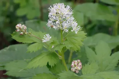 Actaea spicata