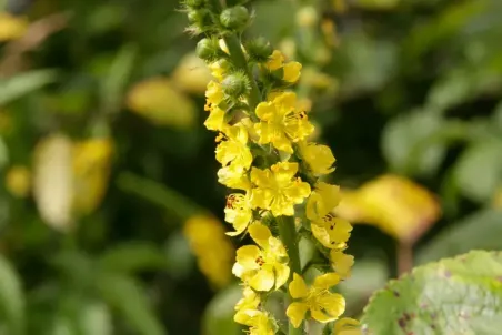 Agrimonia procera - Einzelsamen