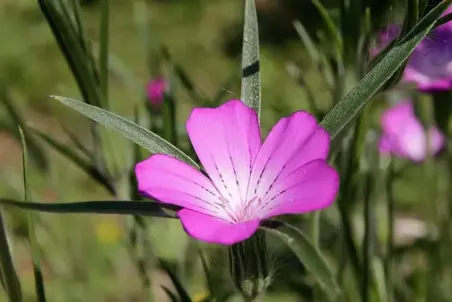 Agrostemma githago - Einzelsamen