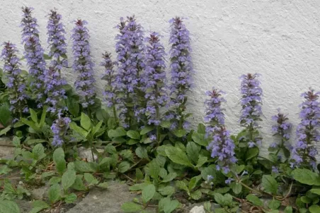 Ajuga reptans