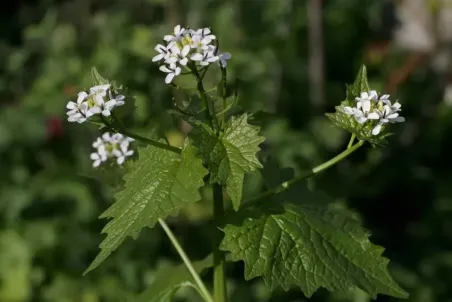 Alliaria petiolata