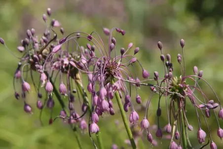 Allium carinatum