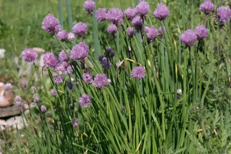 Allium schoenoprasum