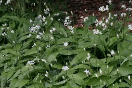 Allium ursinum - Einzelsamen