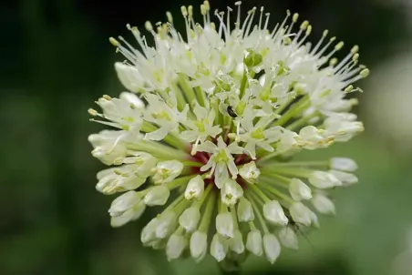 Allium victorialis