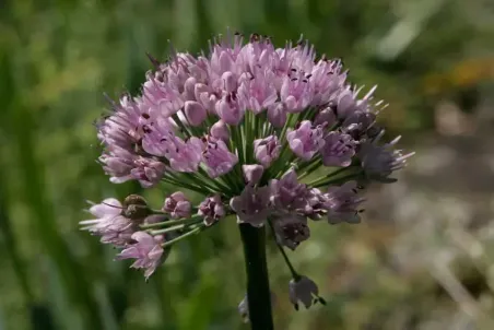 Allium lusitanicum